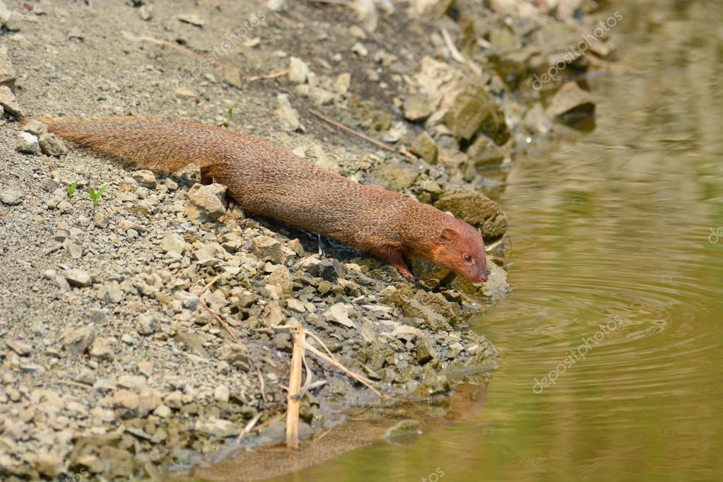 Скачать программу mangust Скачать программу mangust