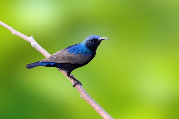 Beautiful Purple Sunbird — Stock Photo, Image