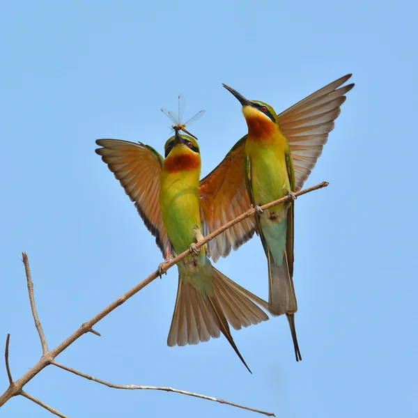 Oiseau mangeur d'abeilles à queue bleue — Photo