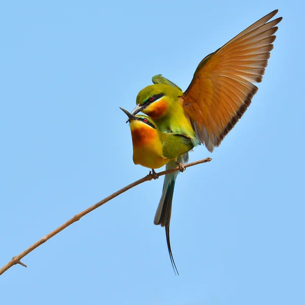 Modrá-Tailed Vlha pták — Stock fotografie