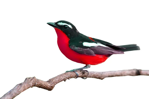 Bellissimo uccello rosso colorato — Foto Stock