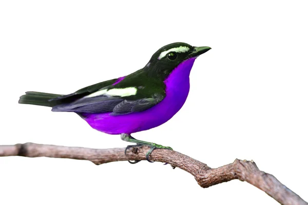 Bellissimo uccello viola colorato — Foto Stock