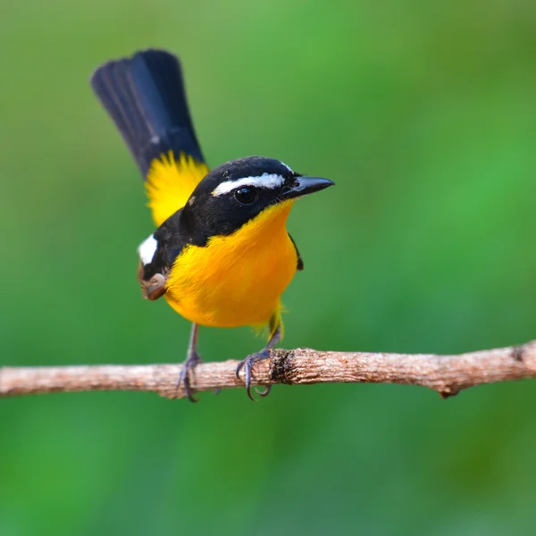 Lasówka pstra flycatcher ptaków — Zdjęcie stockowe