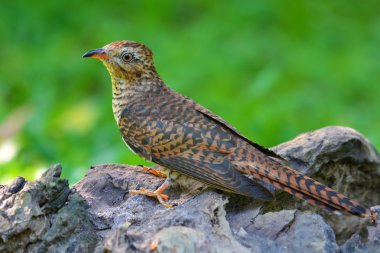 ağlamaklı guguk kuşu