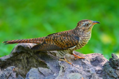 ağlamaklı guguk kuşu