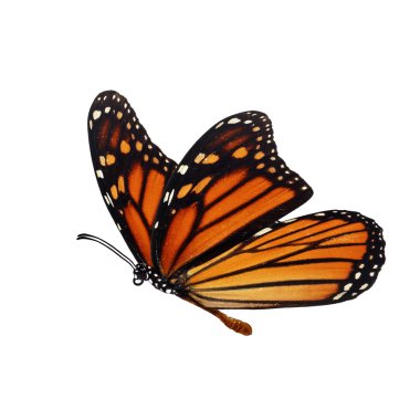 güzel kelebek monarch