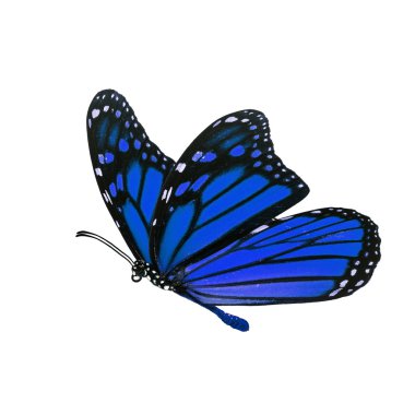 güzel kelebek monarch