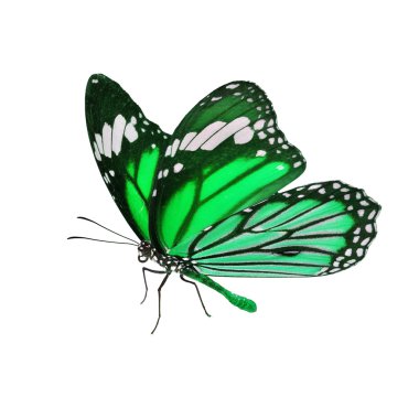 güzel kelebek monarch