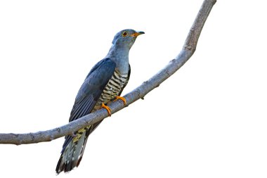 Himalayan Cuckoo bird clipart