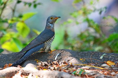 Indian Cuckoo bird clipart