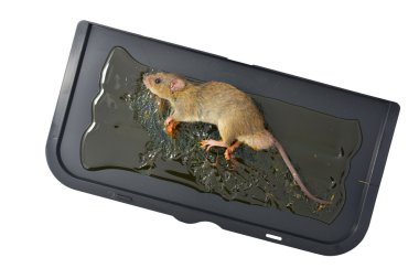 Mouse with glue clipart