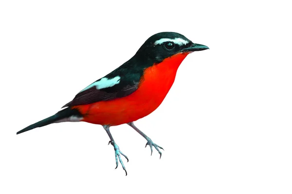 Mooie kleurrijke rode vogel — Stockfoto