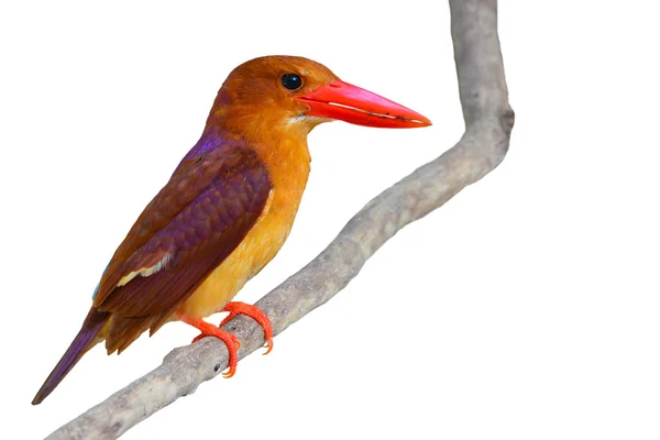 Краснорылая птица — стоковое фото