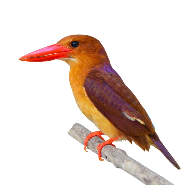 Rumiany Zimorodek ptak — Zdjęcie stockowe