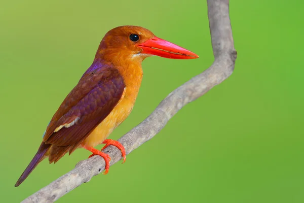 Краснорылая птица — стоковое фото