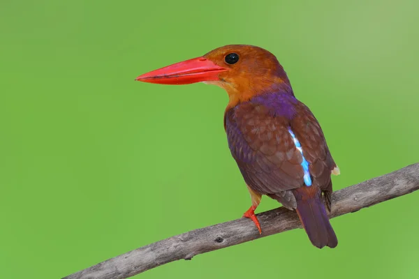 Ruddy Kingfisher pájaro —  Fotos de Stock