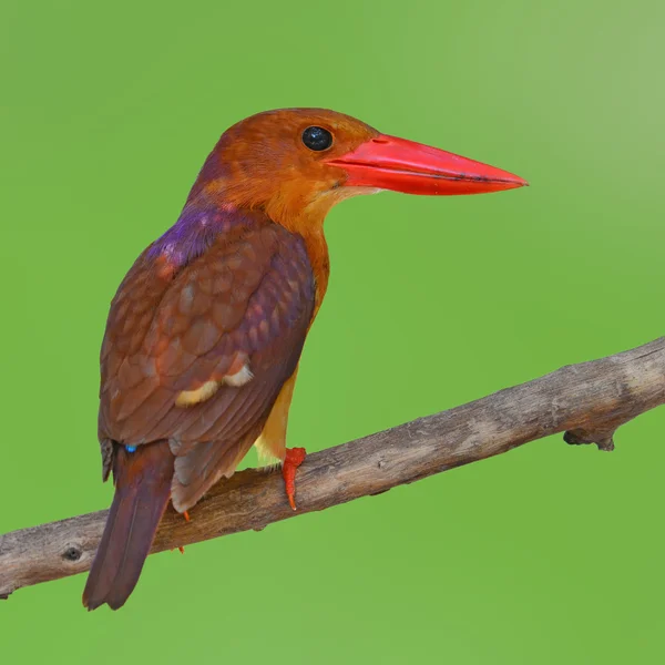 Oiseau Martin-pêcheur roux — Photo