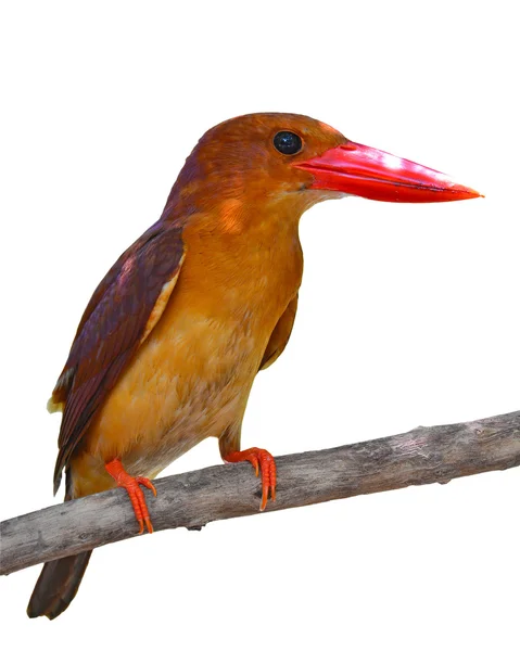Pirospozsgás Kingfisher madár — Stock Fotó