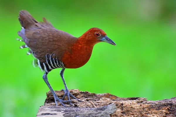 Uccello di Crake dalle zampe arlatate — Foto Stock