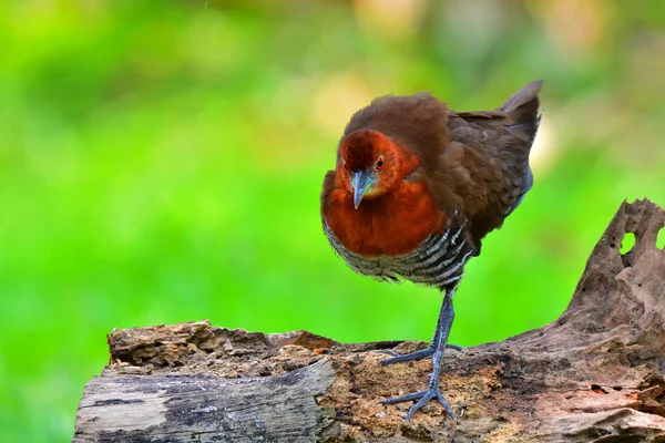 Massena-legged Crake vogel — Stockfoto