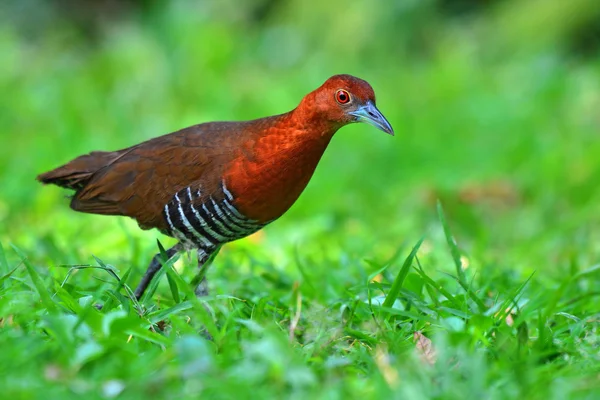 Slaty-legged Crake bird — Stock Photo, Image