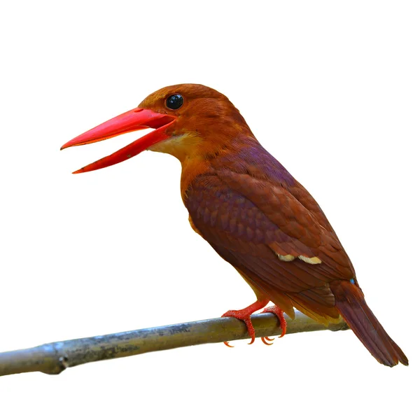 血色の良いカワセミ鳥 — ストック写真
