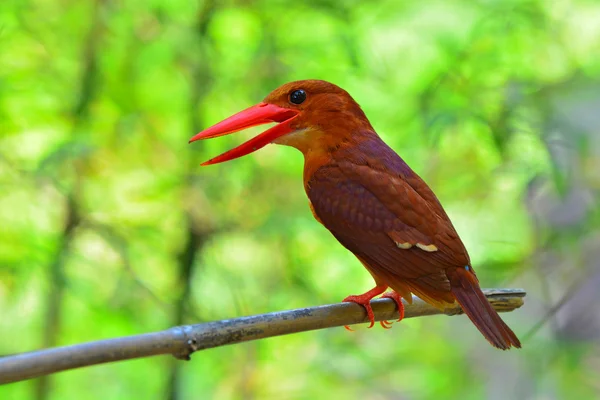 Kırmızı arası Kingfisher kuş — Stok fotoğraf
