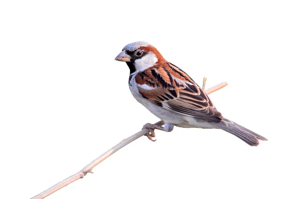Ptak Wróbel — Zdjęcie stockowe