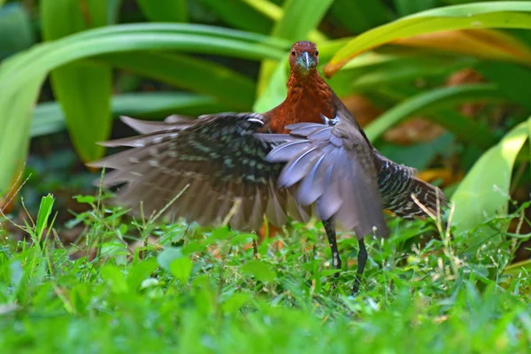 Gatunek nogi ptaka Zielonka — Zdjęcie stockowe