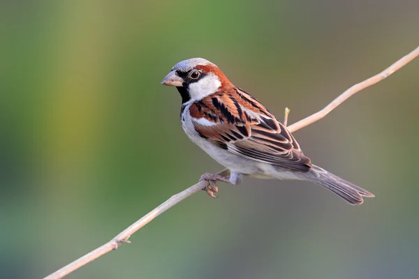 Huismus vogel — Stockfoto