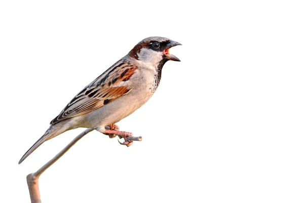 Huismus vogel — Stockfoto