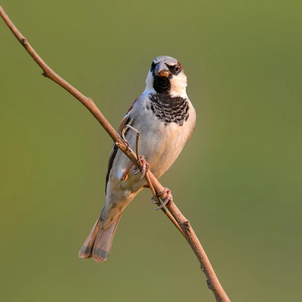 Moineau domestique — Photo