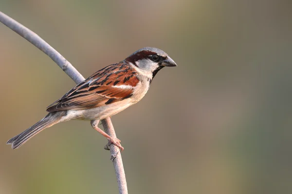 Pájaro gorrión de casa — Foto de Stock