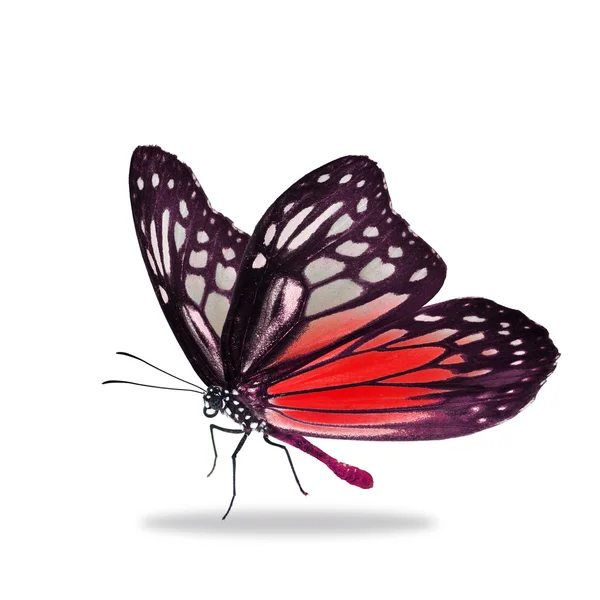 Papillon noir et rouge — Photo