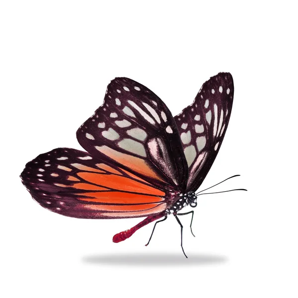 Чёрная и оранжевая бабочка — стоковое фото