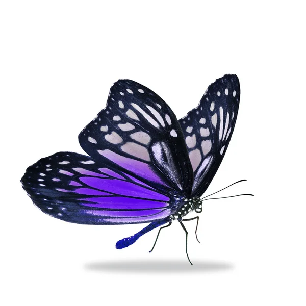 Black and purple butterfly — Stock Photo, Image