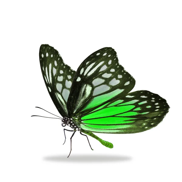 Black and green butterfly — Stock Photo, Image