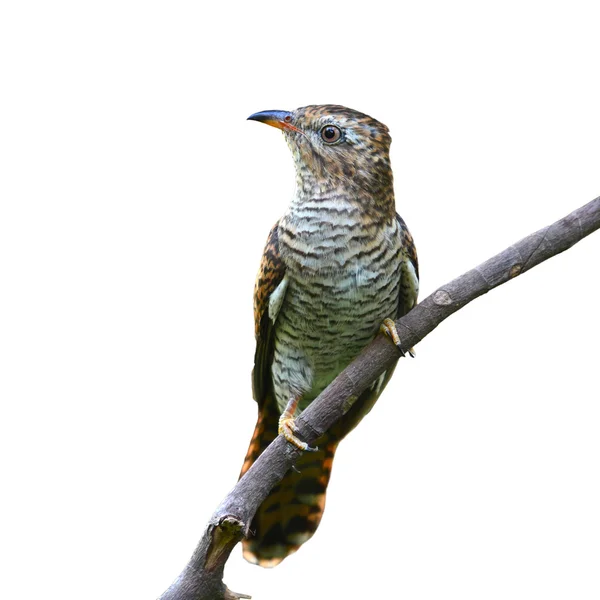 Plaintive Cuckoo bird — Stock Photo, Image