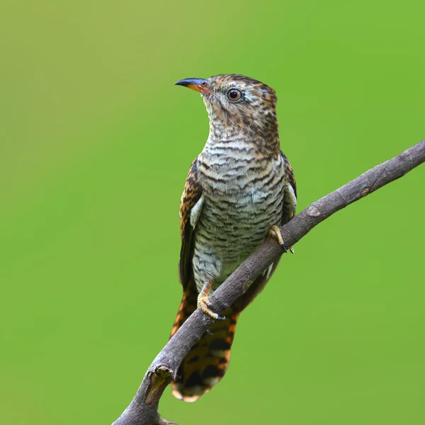 Plaintive Cuckoo bird — Stock Photo, Image