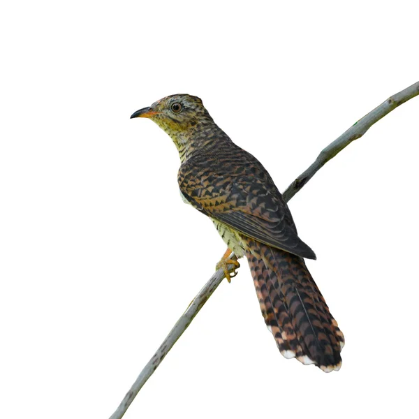 Sorgsen göken fågel — Stockfoto