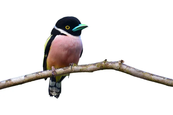 Oiseau Broadbill noir et jaune — Photo