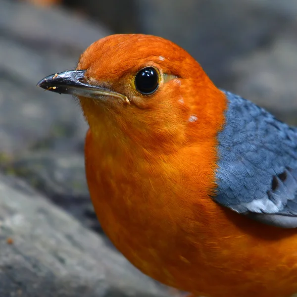 Orange-headed trast fågel — Stockfoto