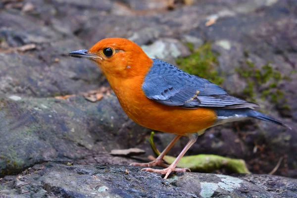 Orange-headed trast fågel — Stockfoto