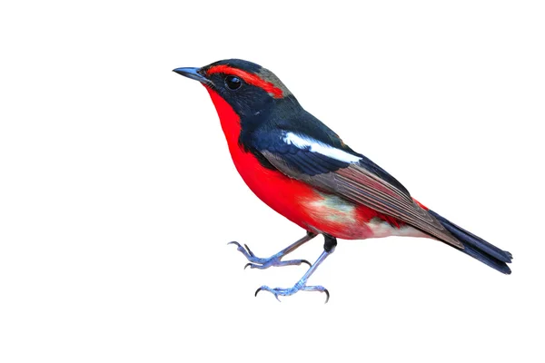 Černý a červený pták — Stock fotografie