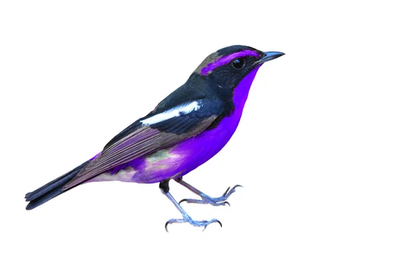 Černé a fialové pták — Stock fotografie