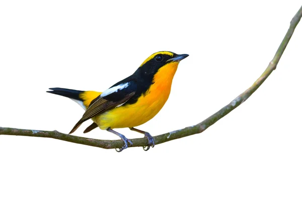 Narciso Flycatcher pássaro — Fotografia de Stock