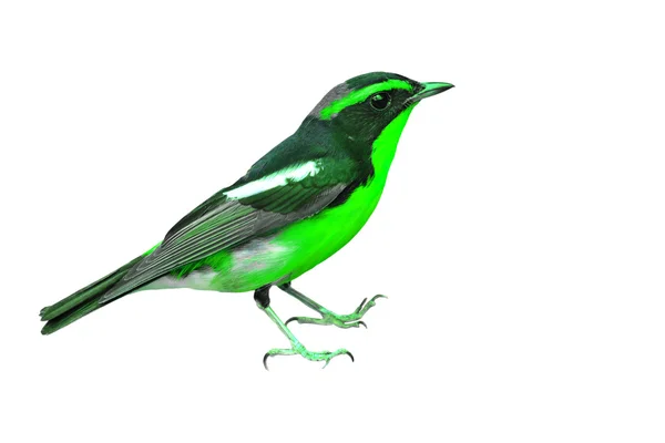 Pájaro negro y verde — Foto de Stock