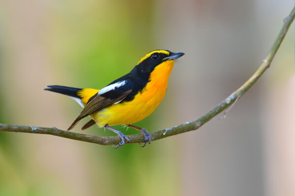 Птица Нарцисса Флайкэтчера
