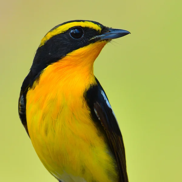 Narcissus Flycatcher pták — Stock fotografie