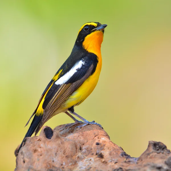 Narcissus Flycatcher pták — Stock fotografie